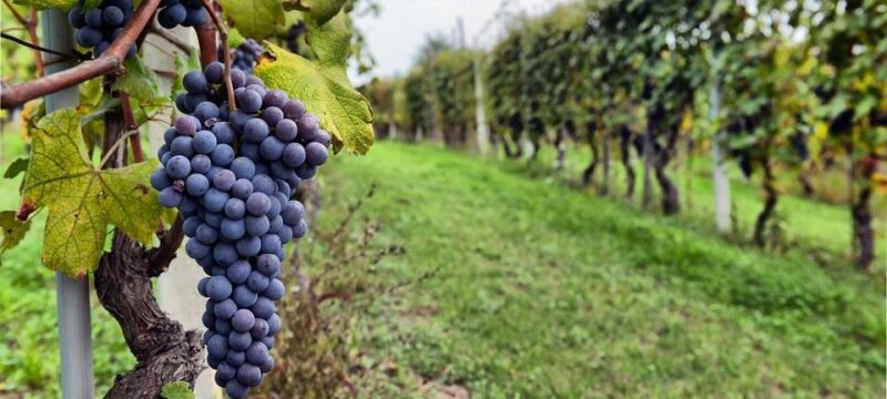 28bb5ca8326944598de155934fbc39dd