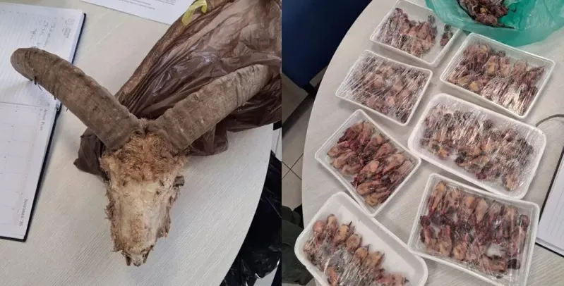 Ντου Υπ. Θήρας σε σπίτια-Εντόπισε κρανία αγρινών, νεκρά πτηνά και λαγούς Ντου Υπ. Θήρας σε σπίτια-Εντόπισε κρανία αγρινών, νεκρά πτηνά και λαγούς