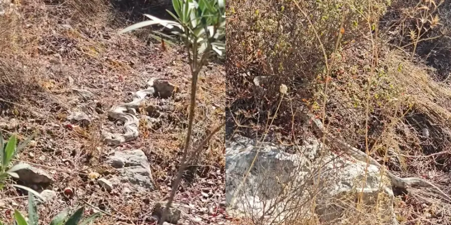 Γιγάντια φίνα «έφραξε» μονοπάτι στη Λεμεσό – Βίντεο από το «συναπάντημα»