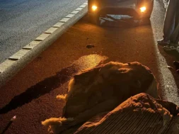 580516930_2621781744843887_7684195910680449496_n-thumb