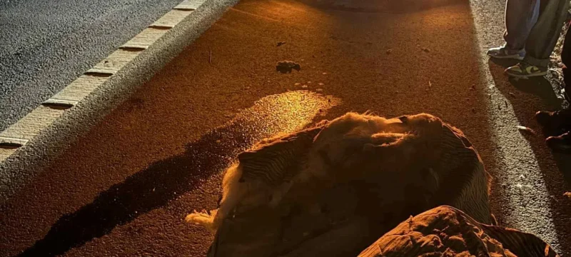 580516930_2621781744843887_7684195910680449496_n-thumb