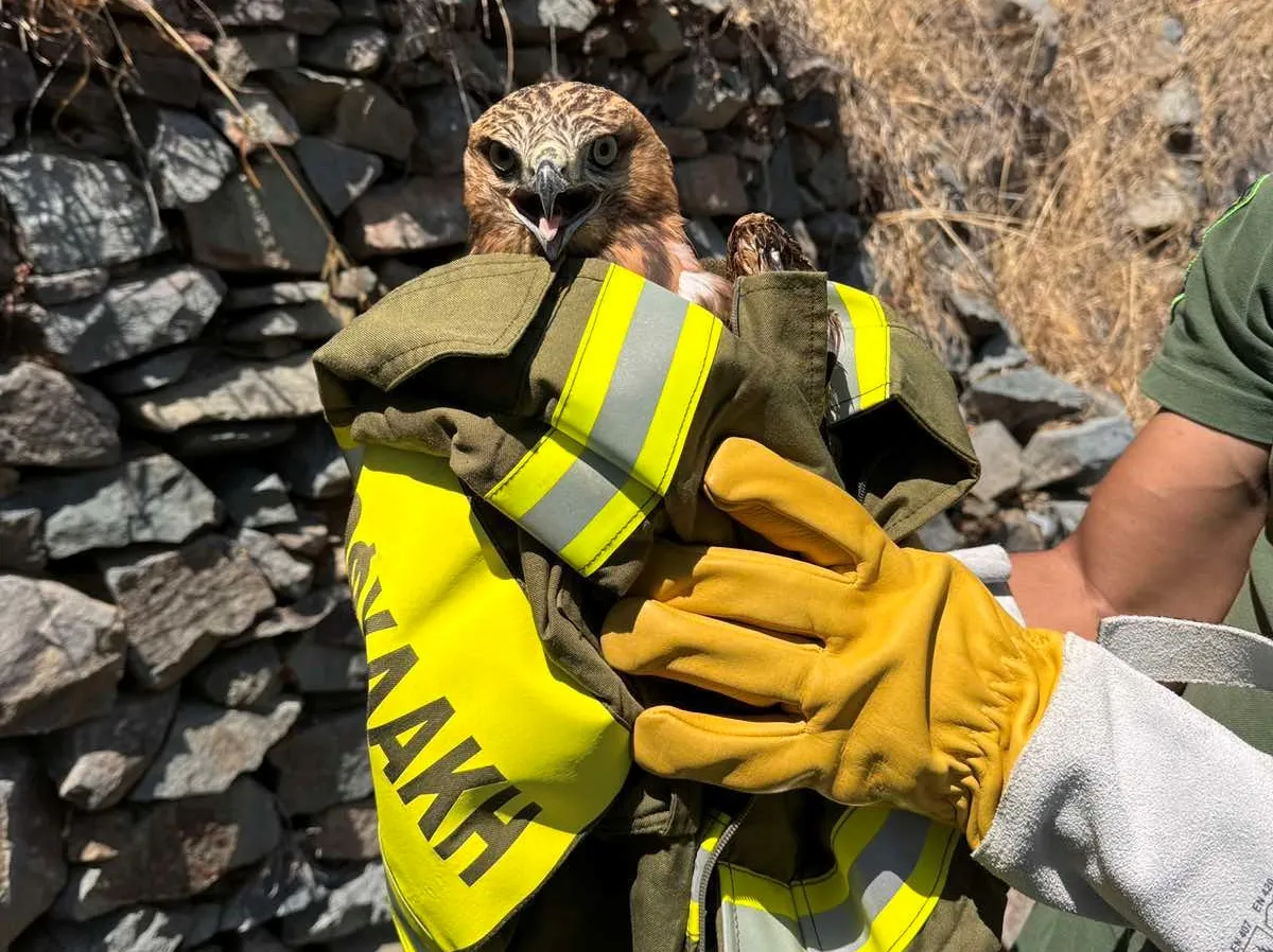 Επιχείρηση διάσωσης αετογερακίνας από υδατοδεξαμενή στη Λεμεσό (φώτο)