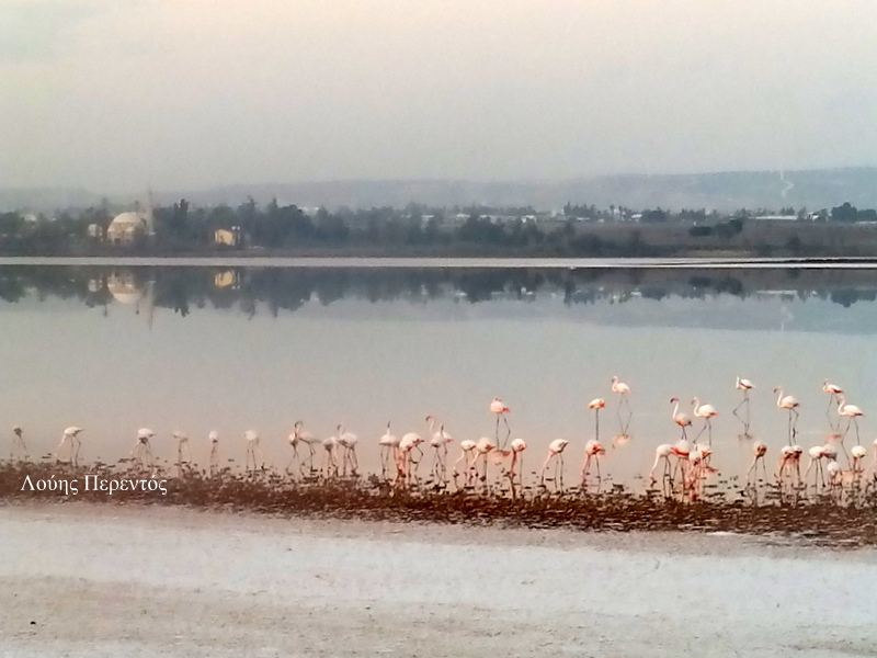 Επέστρεψαν τα πρώτα φλαμίνγκο και γέμισε ξανά όμορφα χρώματα η Αλυκή Λάρνακας (φώτο)