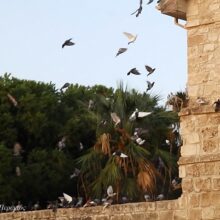 73130489_2565991310158359_7994664734798381056_n