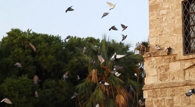 73130489_2565991310158359_7994664734798381056_n