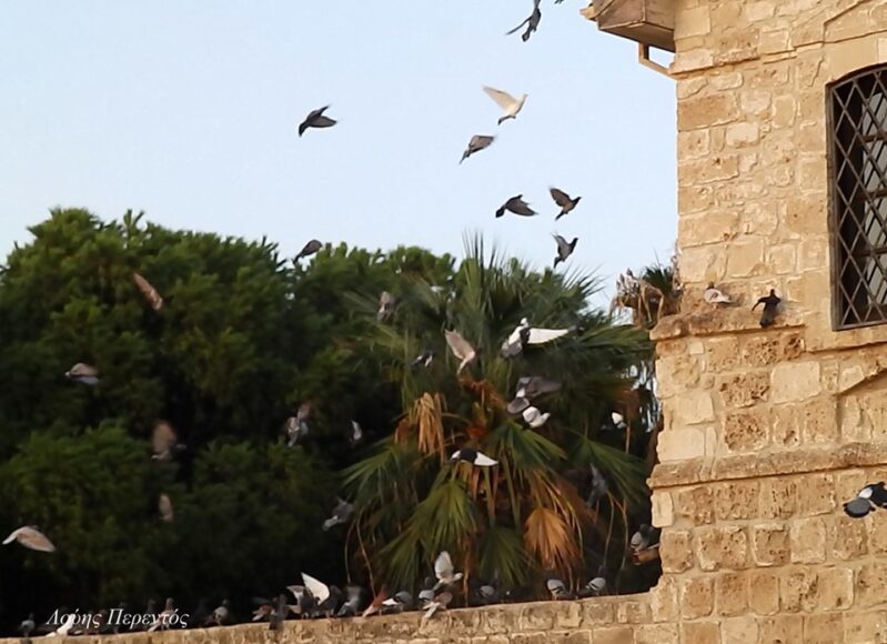 73130489_2565991310158359_7994664734798381056_n