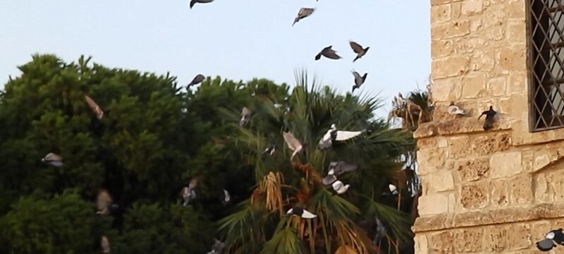 73130489_2565991310158359_7994664734798381056_n