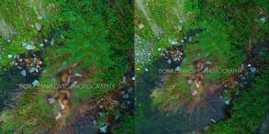 Εντοπίστηκαν νεκρά δύο αρσενικά αγρινά κοντά σε τεχνητή λίμνη  (βίντεο)