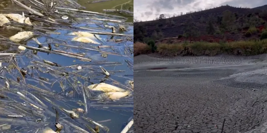 Θλιβερές εικόνες με νεκρά ψάρια στο σχεδόν άδειο φράγμα της Λεύκας (βίντεο)