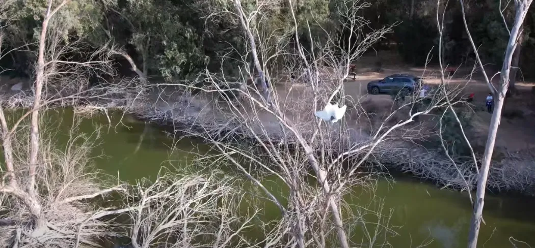 Καρέ καρέ η διάσωση ερωδιού στο Εθνικό Δασικό Πάρκο Αθαλάσσας (βίντεο)