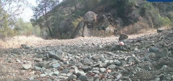 «Μάχη» επικράτησης σε ποτίστρα μεταξύ αλεπούς και φίνας (βίντεο)