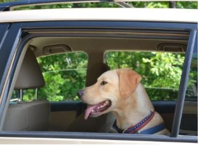 Νομοθετική ρύθμιση για σκύλους βοηθείας σε ταξί και ΜΜΜ εξετάζει η Βουλή