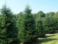 b_b_xristougeniatika_dentra-thumb