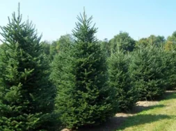 b_b_xristougeniatika_dentra-thumb