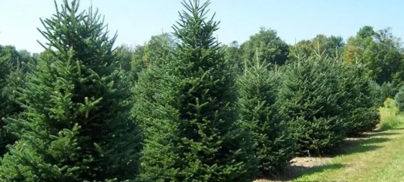 b_b_xristougeniatika_dentra-thumb