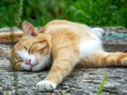 depositphotos_517186084-stock-photo-ginger-cat-basking-garden-path