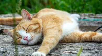 depositphotos_517186084-stock-photo-ginger-cat-basking-garden-path