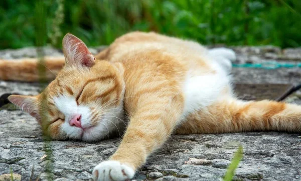 depositphotos_517186084-stock-photo-ginger-cat-basking-garden-path