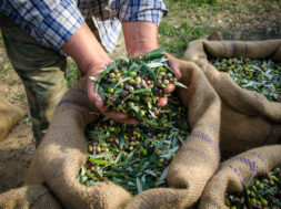 Agriculturist,Keeps,In,His,Hands,Some,Of,The,Harvested,Fresh