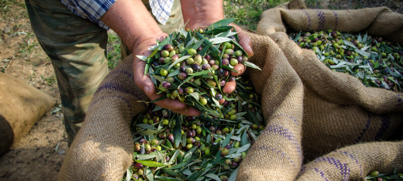 Agriculturist,Keeps,In,His,Hands,Some,Of,The,Harvested,Fresh