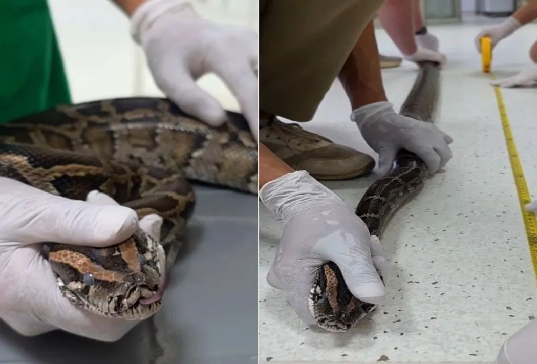 Γιγαντιαίος πύθωνας εντοπίστηκε στα κατεχόμενα – Παράνομη διακίνηση (βίντεο)