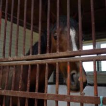 stock-video-the-horse-looks-into-the-camera-standing-near-the-iron-bars-of-the-stables