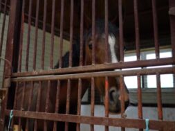stock-video-the-horse-looks-into-the-camera-standing-near-the-iron-bars-of-the-stables
