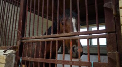 stock-video-the-horse-looks-into-the-camera-standing-near-the-iron-bars-of-the-stables
