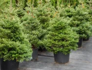 tmema_dason_dentr2e16d0bafill_1600x900-thumb