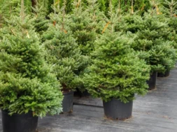 tmema_dason_dentr2e16d0bafill_1600x900-thumb