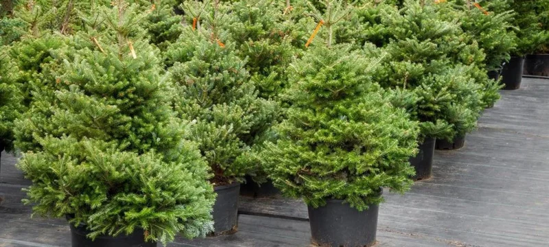 tmema_dason_dentr2e16d0bafill_1600x900-thumb