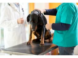 vets-to-treat-spleen-cancer-in-dogs-with-herbs