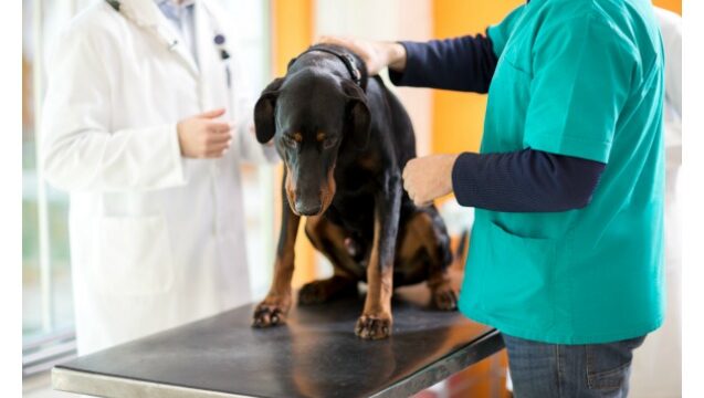 vets-to-treat-spleen-cancer-in-dogs-with-herbs