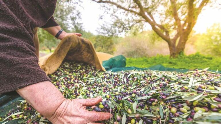 «Τα ελαιόδεντρα έχουν πάθει σοκ» – Τι ισχύει με τιμές και σενάριο σποράς νεφών