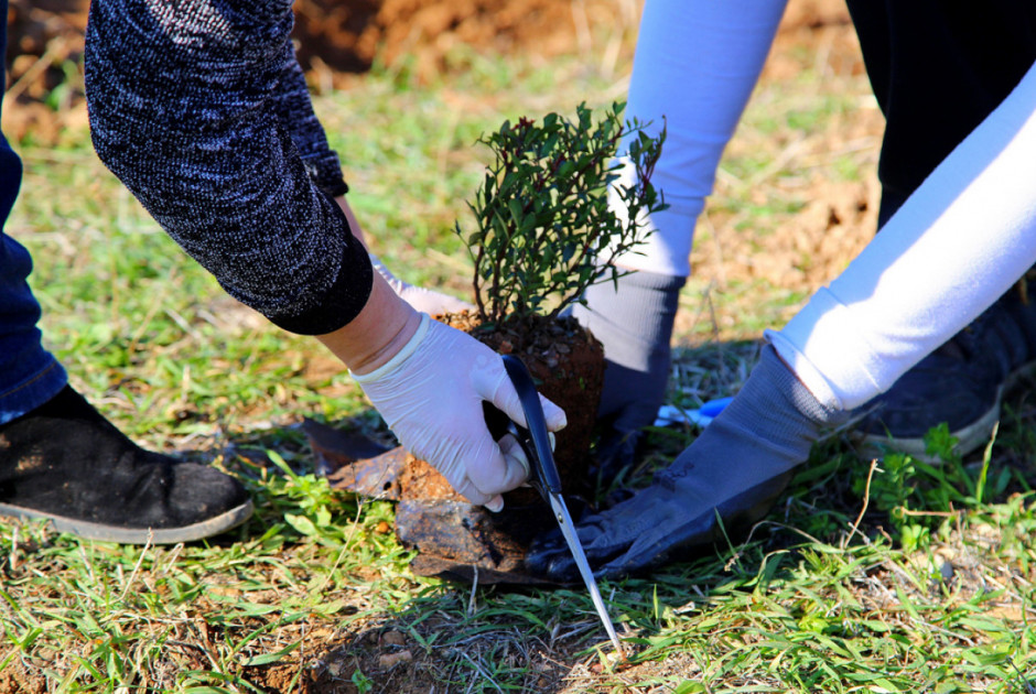 Ημέρα του Δέντρου: 80 χρόνια από το 1945 ως τη μεγάλη φωτιά του 2025