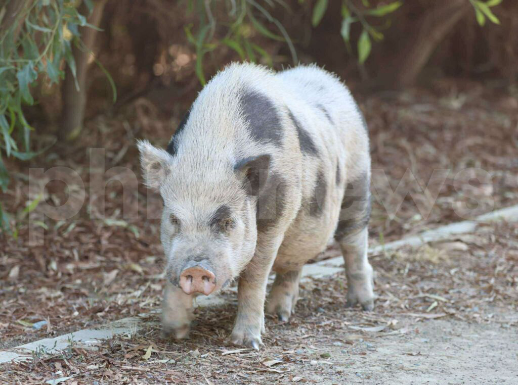 SOS για Ρούνη: Εξαντλημένο και τραυματισμένο το γουρουνάκι της Αλυκής της Λάρνακας (βίντεο)