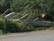 207ad5b4d89211391718835c68a4a351