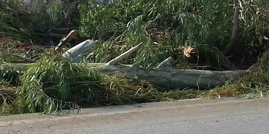 Τρεις κλήσεις δέχθηκε η Πυροσβεστική Υπηρεσία σε Λάρνακα και Αμμόχωστο – Αποκόπηκαν 10 κυπαρίσσια από τους ισχυρούς ανέμους