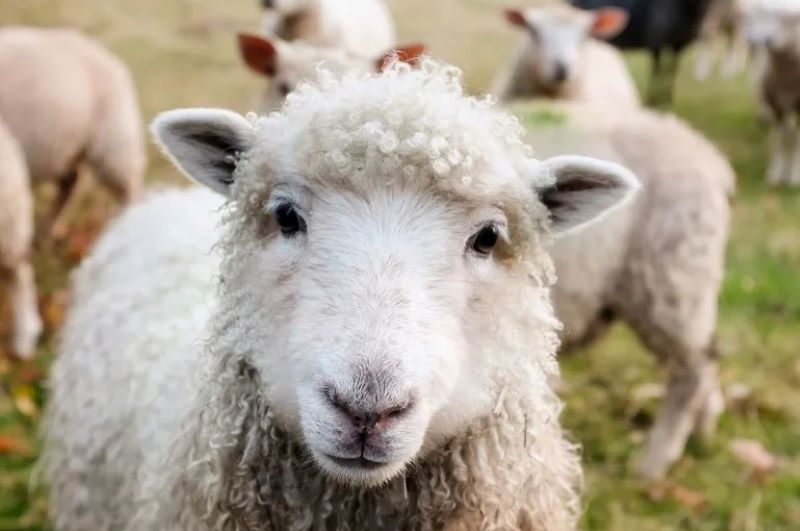 Β.Β: Προληπτικά μέτρα για μη εξάπλωση τυχόν κρουσμάτων αφθώδους πυρετού