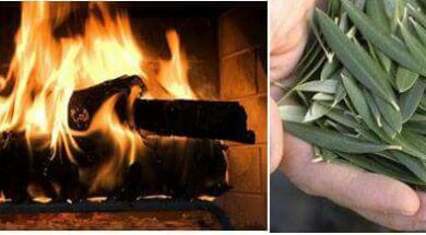 514500790_24575420158730510_3002881451608611247_n