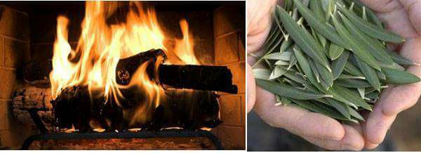 Το έθιμο της Παραμονής της Πρωτοχρονιάς με την Ελιά