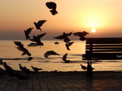 OLYMPUS DIGITAL CAMERA