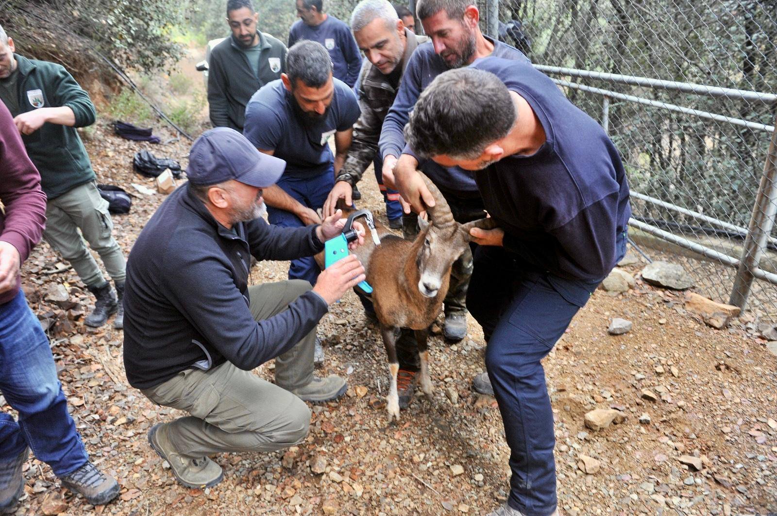 Απελευθερώθηκαν 18 αγρινά στον Σταυρό της Ψώκας – Η Κύπρος ενισχύει τον πληθυσμό του εμβληματικού θηλαστικού