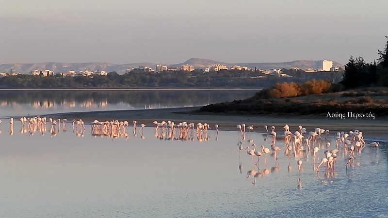 Εντυπωσιακές οι εικόνες καθημερινά από τα φλαμίνγκο στις αλυκές της Λάρνακας