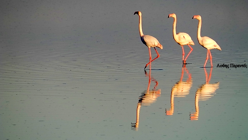 Οι Τρεις Μάγοι, (Γάσπαρ, Μελχιώρ, Βαλτάσαρ), έκαναν στάση για ξεκούραση στην αλυκή της Λάρνακας