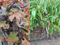 787878667887678-thumb