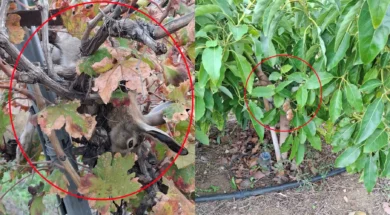 787878667887678-thumb