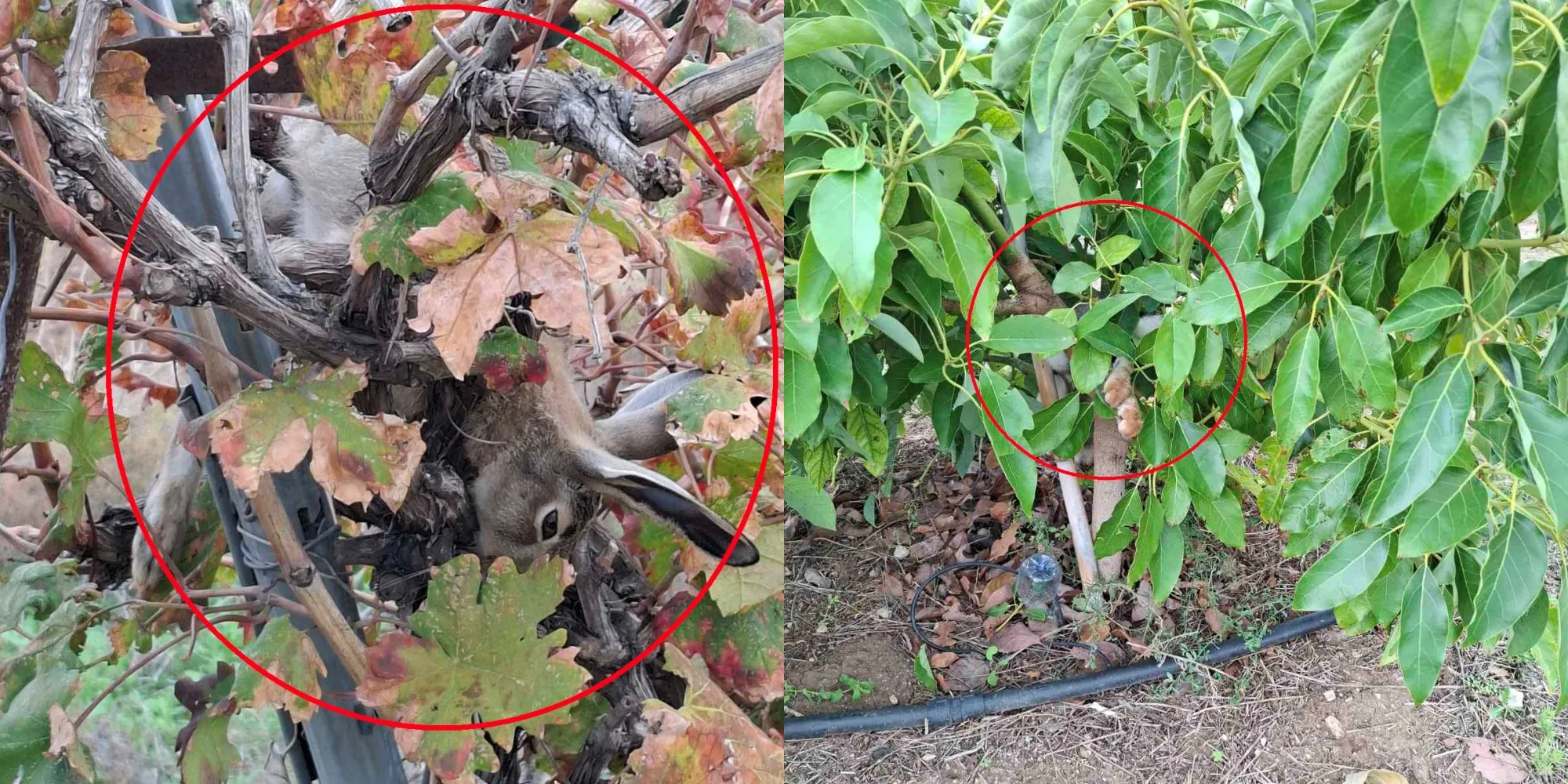 Άγρια καταδίωξη λαθροθήρων στην Πάφο – Καμουφλάραν λαγούς σε δέντρα (φώτο)