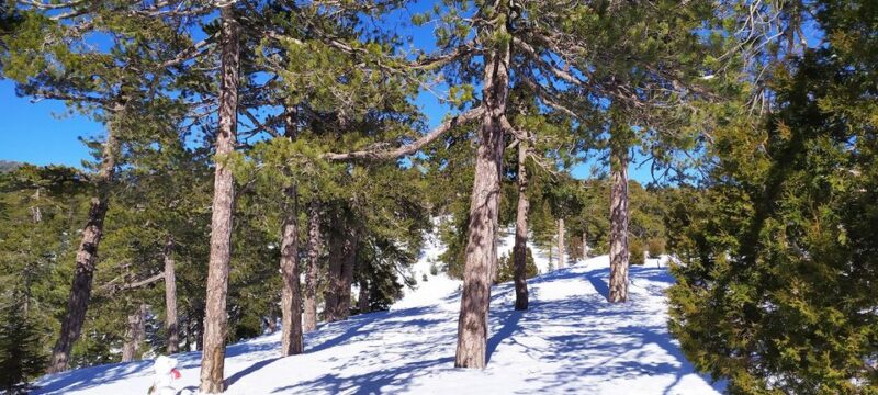 82880428_2795721207174872_5117917793378893824_n