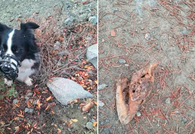 Εντοπισμός δηλητηριασμένων δολωμάτων στην επαρχία Λεμεσού  (φώτο)